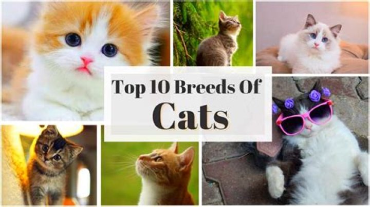 10 Cat Breeds That Are The Most Social & Will Enjoy Being Cuddled By You All The Time