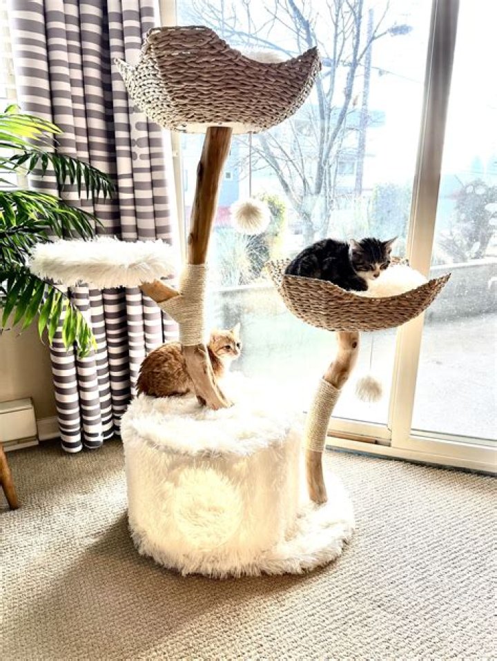 14 of the Best Cat Trees for Your Feline Friends