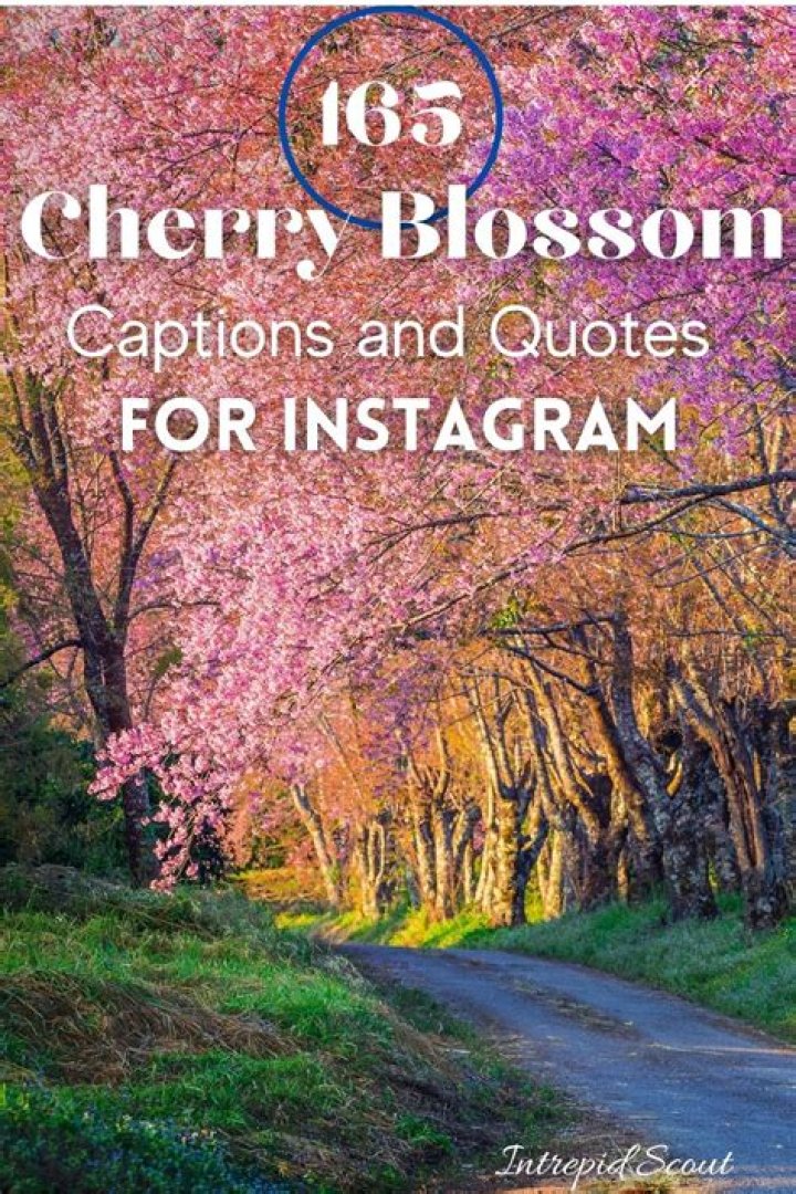 21 Cherry Blossom Instagram captions for your spring-time tree pics!