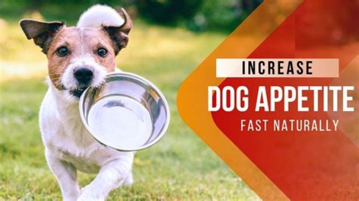 5 Best appetite stimulants for your dogs when they are unwilling to eat anything