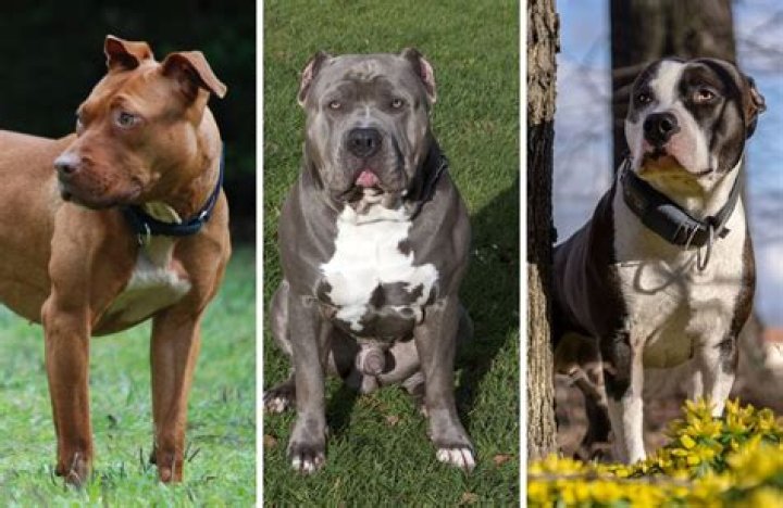 5 Things You Didn't Know About Pit Bulls