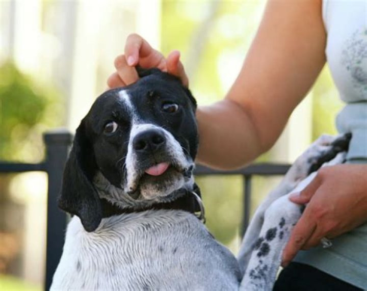 5 Weird, Paranormal Things Dogs Can Sense That Most Humans Can’t