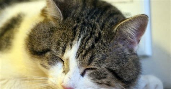 8 Cat Behaviors That Mean They Like You & Aren’t Just Tolerating You Because You Give Them Food