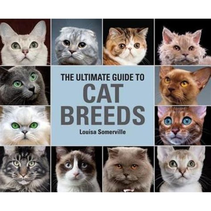 All You Do Is Send Pictures Of Cats: The Ultimate Guide To Cat Photography And Sharing