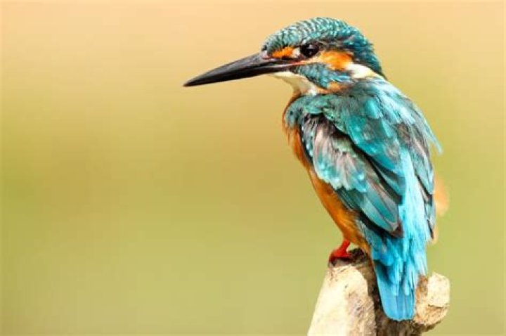 Animism Explained - A Beautiful Belief System