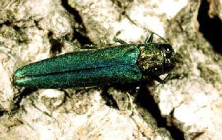 Ash borer found in 3 Iowa counties for first time