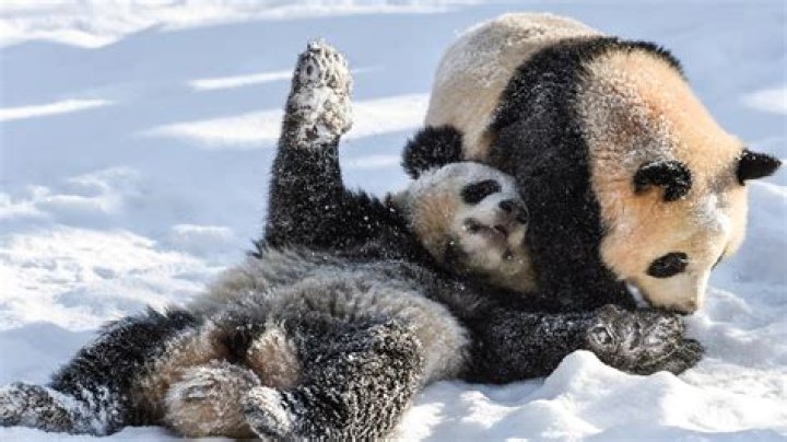 Atlanta is the only place in US to see pandas for now. But dozens of spots abroad have them