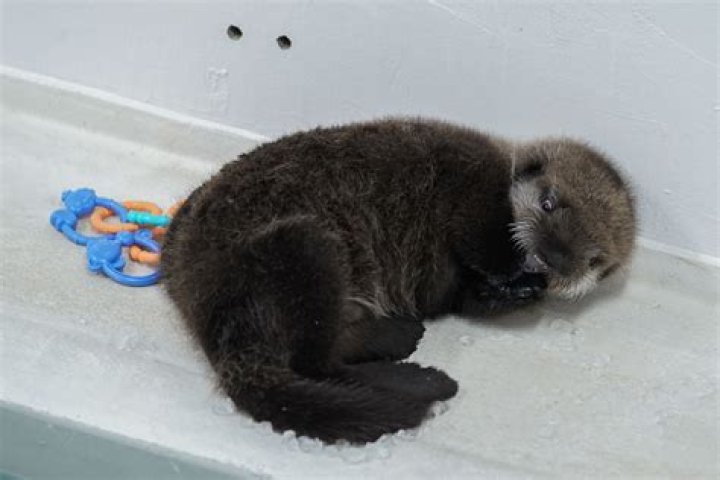 Baby sea otter finds home at Shedd Aquarium after nearly 3,000 mile journey