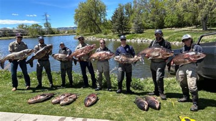 Biologists clean up more than 700,000 pounds of invasive carp in Illinois river