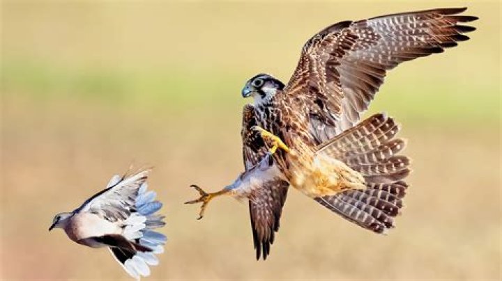Birds of Prey Review: A Hot Mess