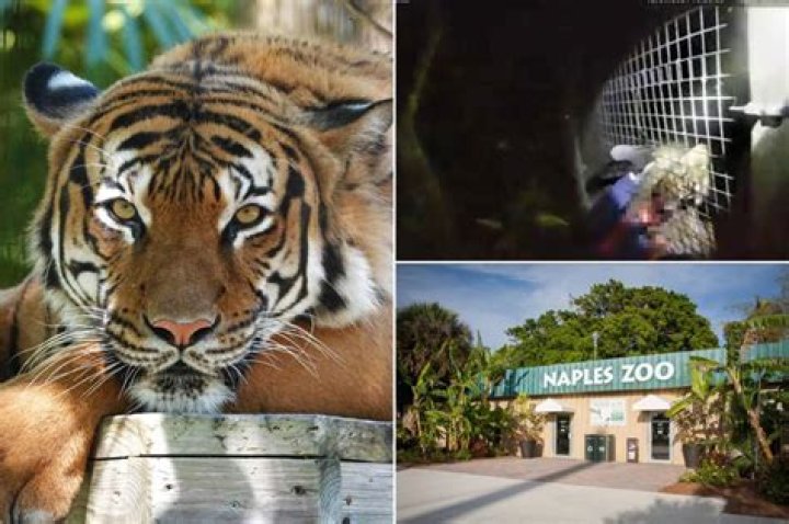 Bodycam video shows terrifying moment tiger attacks man at Naples Zoo