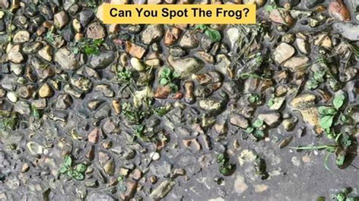 Brain Teaser: If You Have Sharp Eyes Spot The Hidden Frog In This Image In 25 Secs