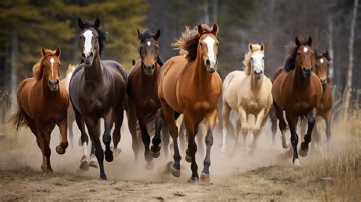 Camp of travellers move into popular play park and let their HORSES run free – The Sun
