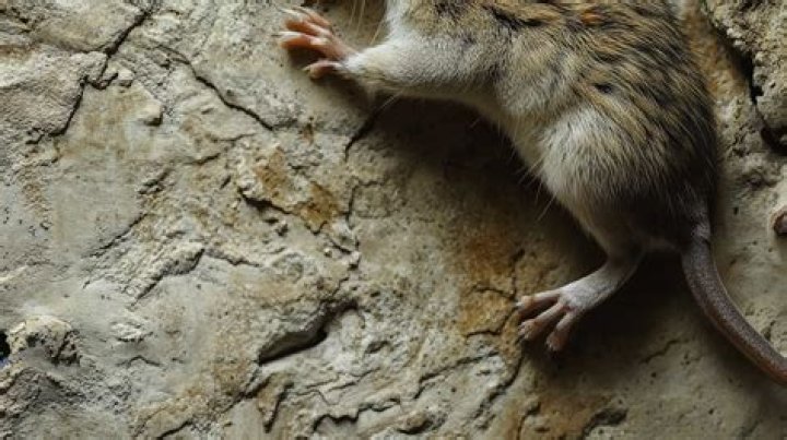 Can a mouse climb?