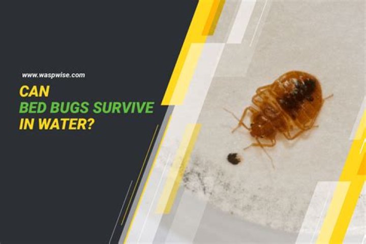 Can bed bugs survive submerged in water?