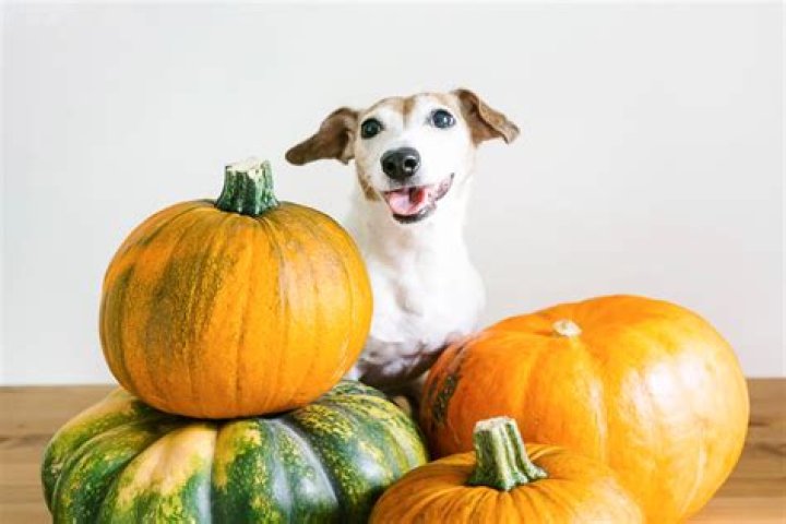 Can Dogs Eat Pumpkin Pie? Vets Weigh In