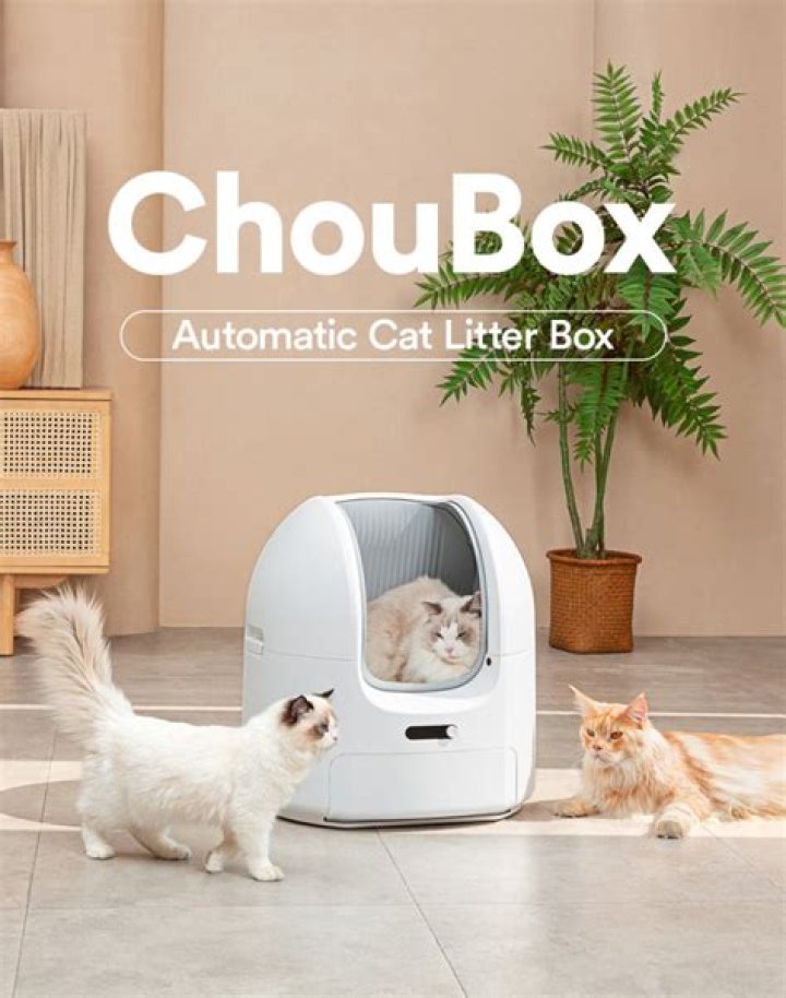 ChouBox Automatic Litter Box Review: A Good Investment If You're Patient