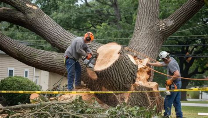 Clinton Rotary Club offers damaged tree removal assistance from derecho