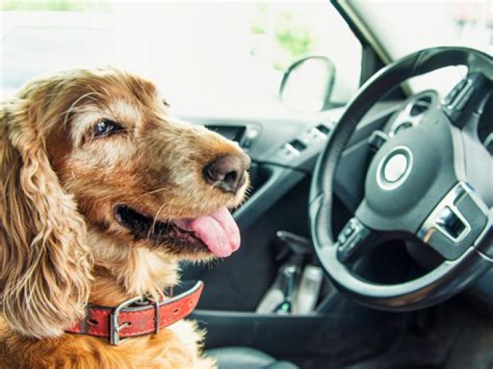 Colorado man tries to trade places with dog to avoid DUI arrest