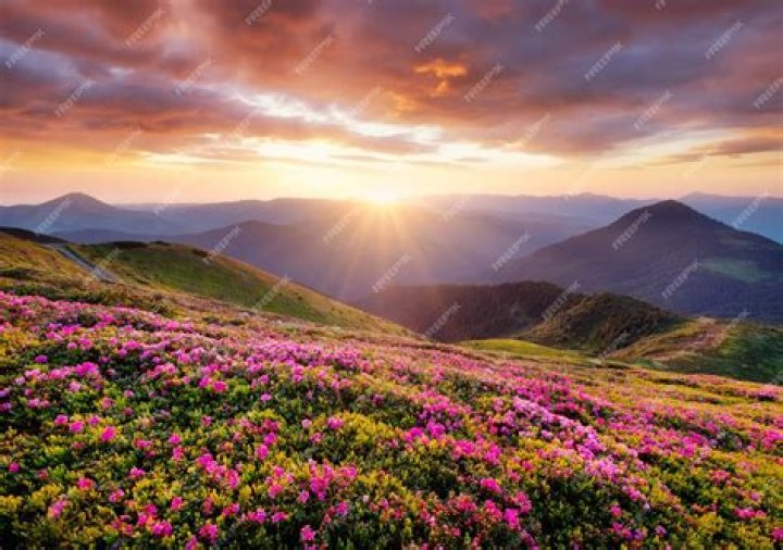 Daisy Blooms: The Timeless Beauty Of Nature's Delight