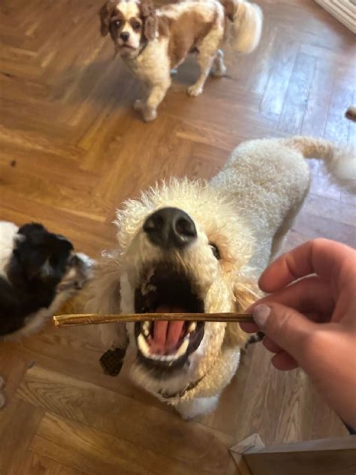 Davenport boy, 15, makes dog treats his customers – and canines – love
