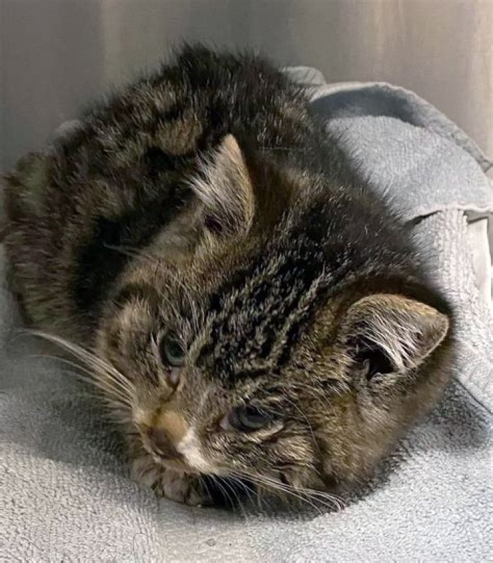 Davenport pet shelter works to save kitten found nearly frozen