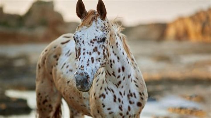 David Tepper's Biography - All About The Appaloosa Hedge Fund's Owner