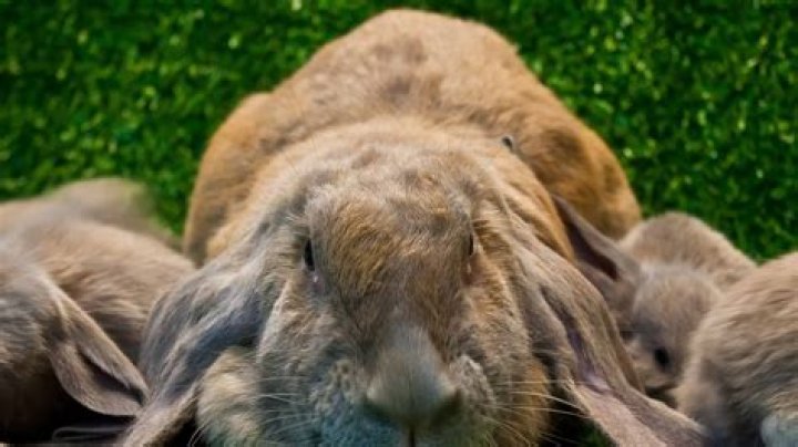 Do Giant Rabbits Make Great Pets? How Long Do They Live?
