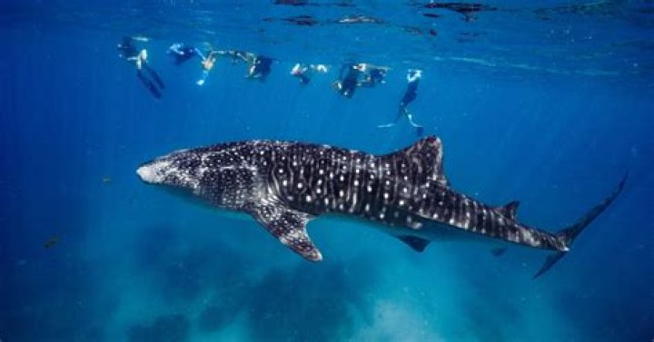 Do Whale Sharks Really Have Bad Vision? Destiny The Nearsighted Animal Makes Her Debut In 'Finding Dory'