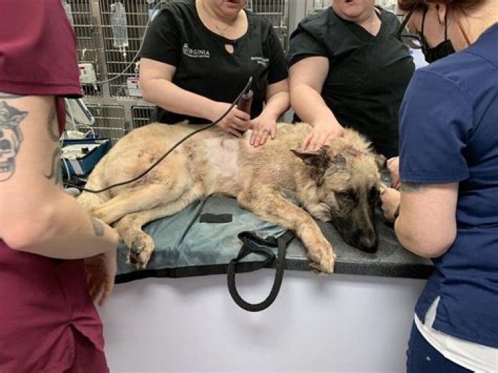 Dog found clinging to life 20 hours after shooting