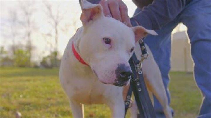 Dogs help Earl get sober in emotional Pit Bulls and Parolees