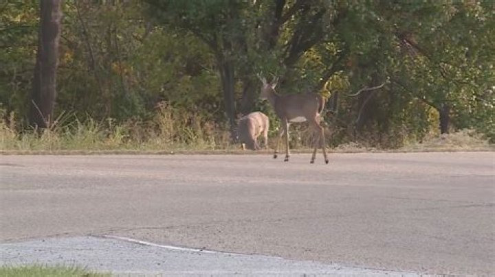 DOT, DNR: Don’t veer for deer this fall