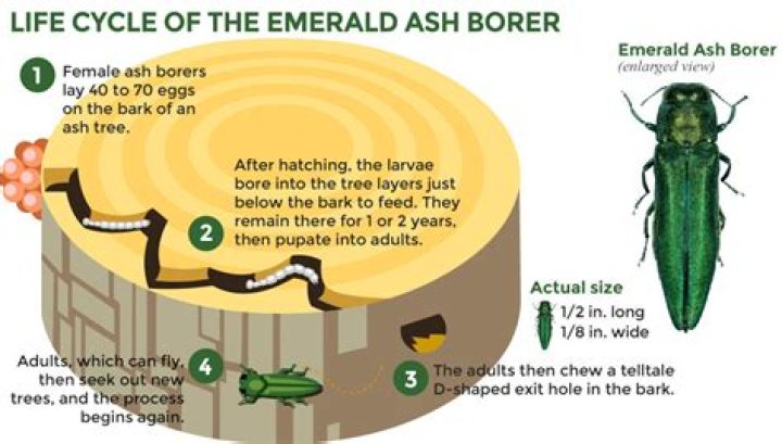 Emerald ash borer spreads in IA