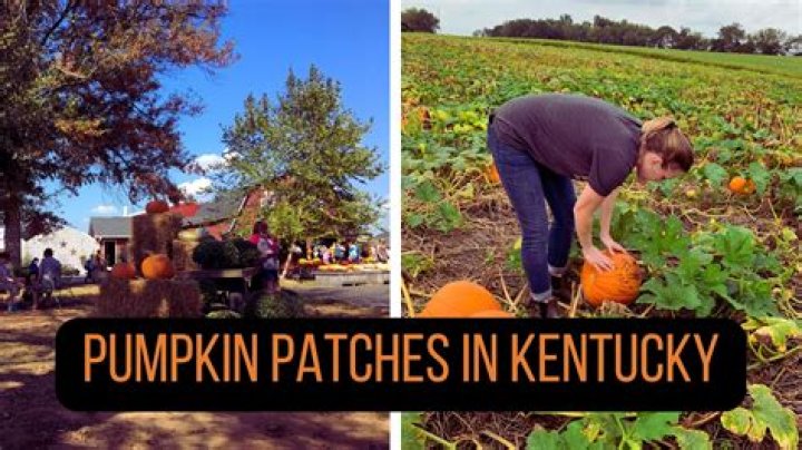 Extreme weather taking its toll on pumpkin patches across Western Illinois