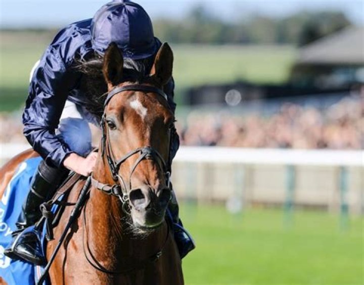 Eyes of the racing world go to Naas as horse tipped to be Aidan O'Brien's best makes debut