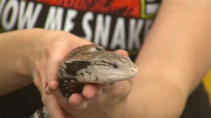 Families enjoy ‘Show Me Reptile and Exotic Show’ in Davenport