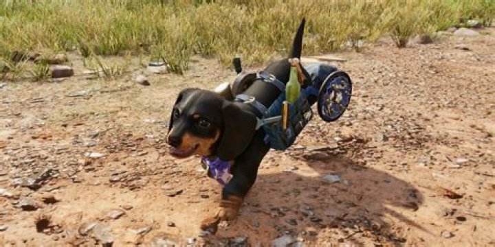 Far Cry 6: How to Get Chorizo