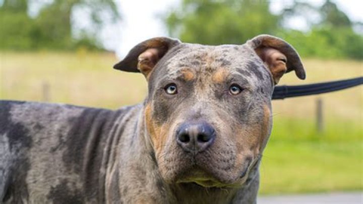 Fast-track ban on XL Bullys in England could force breeders north of the border to Scotland