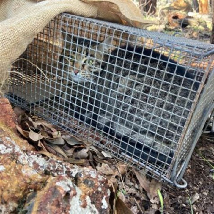 Feral Cat Den Archives | The Nerd Stash %