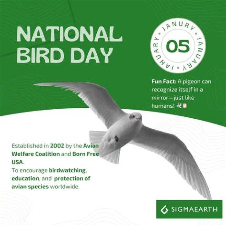 Fewer birds seen in Apple River on Big Bird Day
