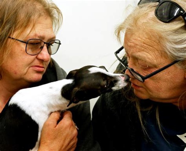 Finding holiday homes for pets with the Quad City Animal Welfare Center