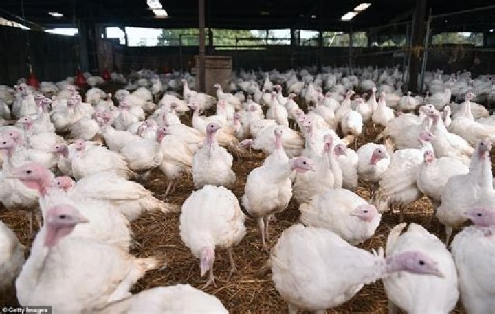 Flock of 10,000 pheasants on farm in Lancashire to be culled after testing positive for bird flu