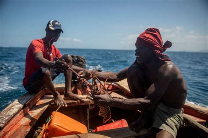 For marine biologist, Haitian gangs make work dangerous