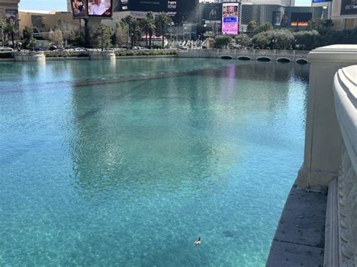 Fountains of Bellagio on Las Vegas Strip paused due to rare bird landing in water