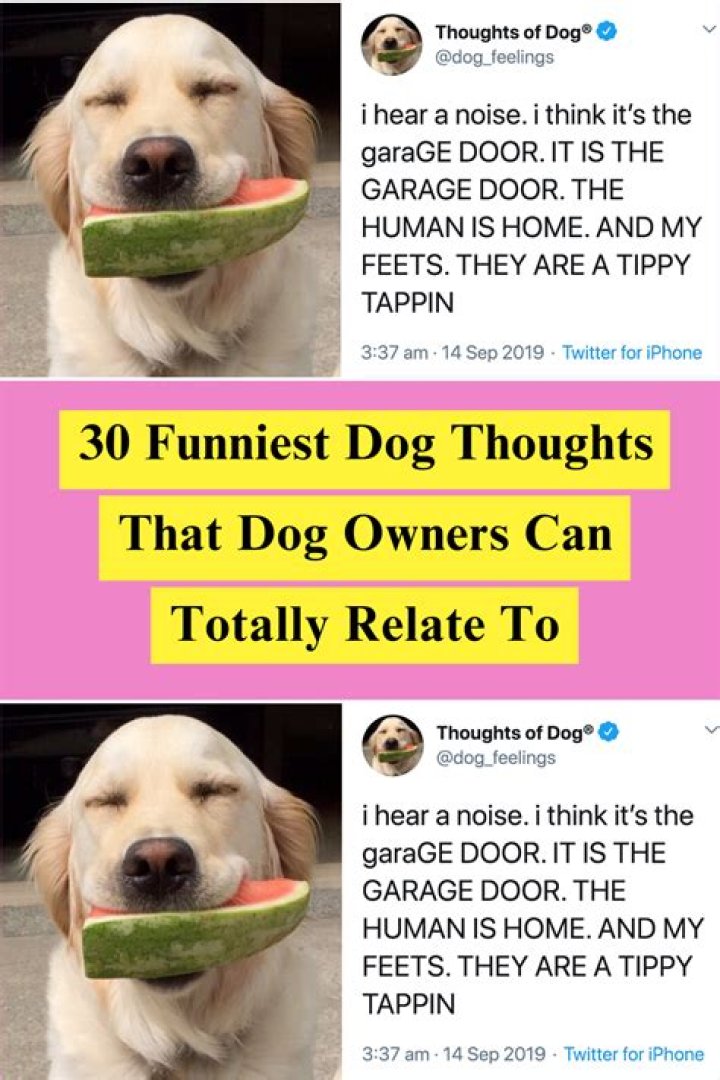 Funniest Dog Thoughts That Every Dog Owner Can Relate To (30 New Pics)