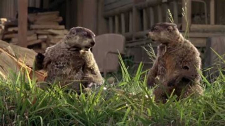 Geico’s Woodchucks commercials get funnier every time we see them