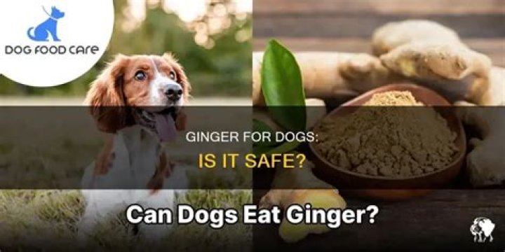 Ginger for Dogs: Is It Safe?