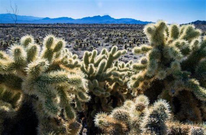 Great Basin tribes want Bahsahwahbee massacre site in Nevada named national monument