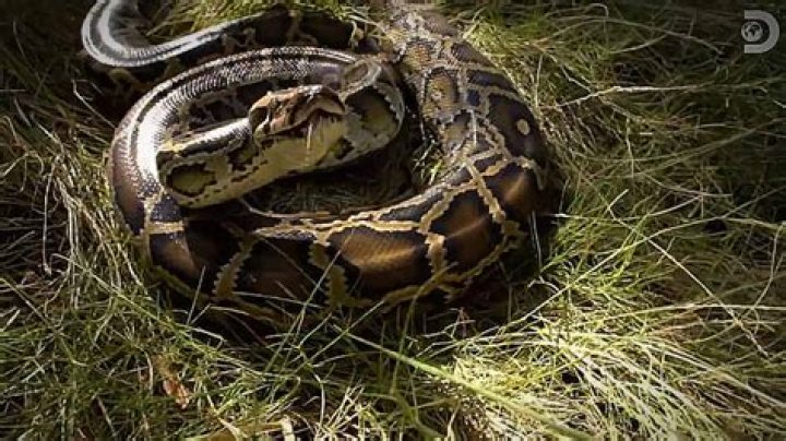 Guardians of the Glades exclusive: Gnarly footage as Dusty Crum bitten twice by wild python
