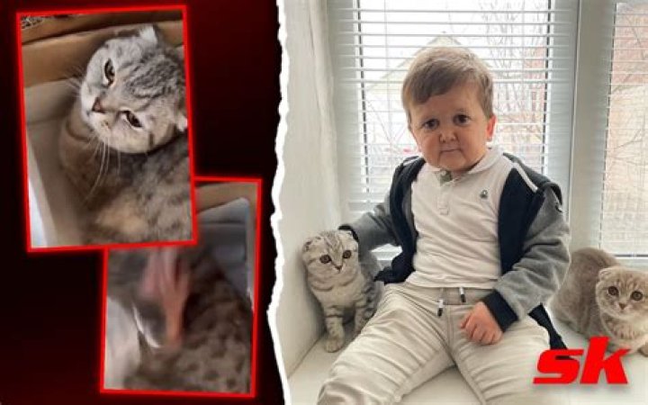 Hasbulla Exposed of Animal Abuse as Video with Cat Goes Viral